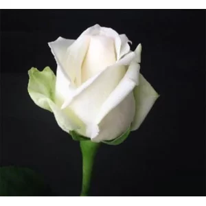 Роза "Mount Everest"